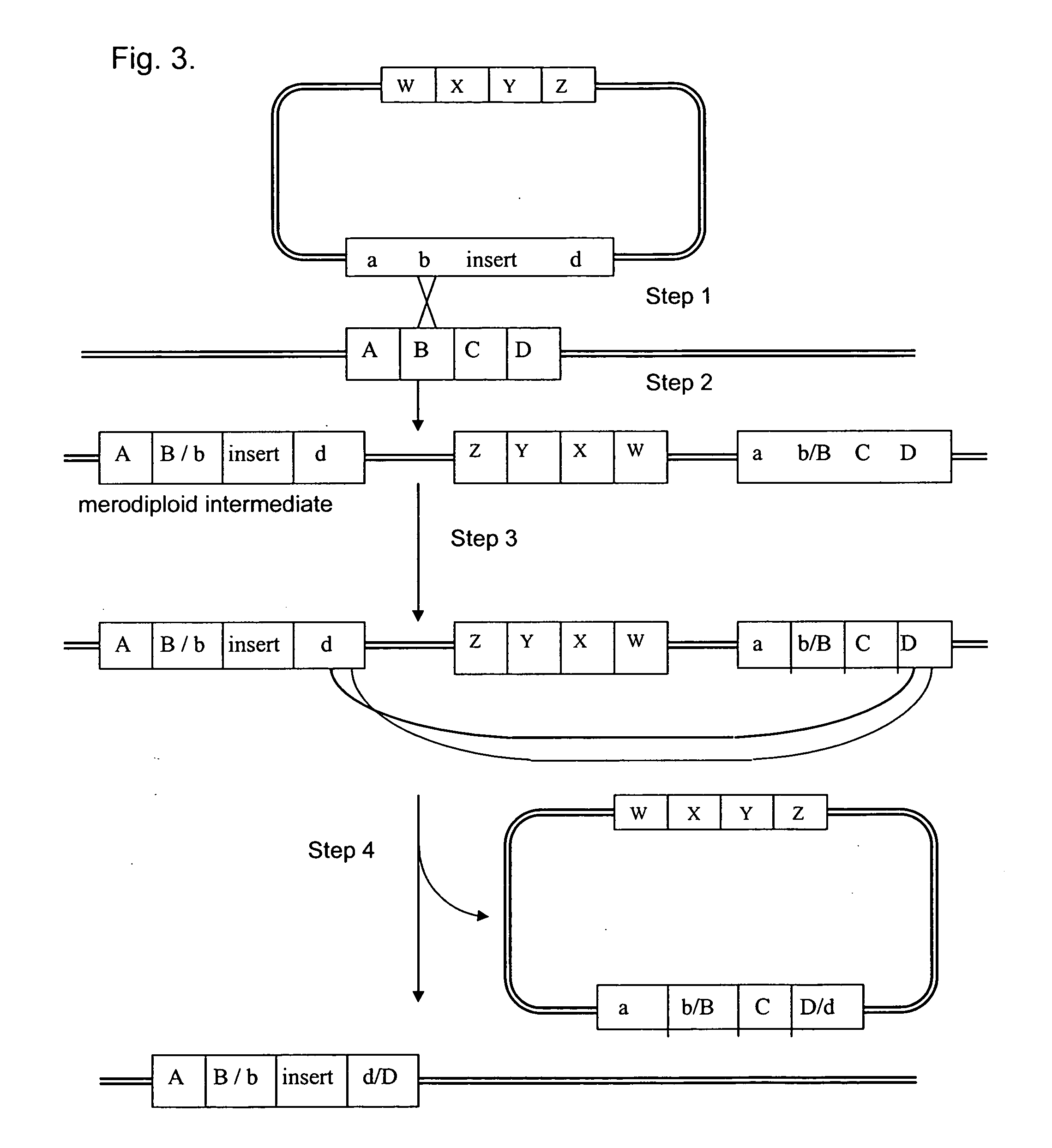 Engineered Listeria and methods of use thereof
