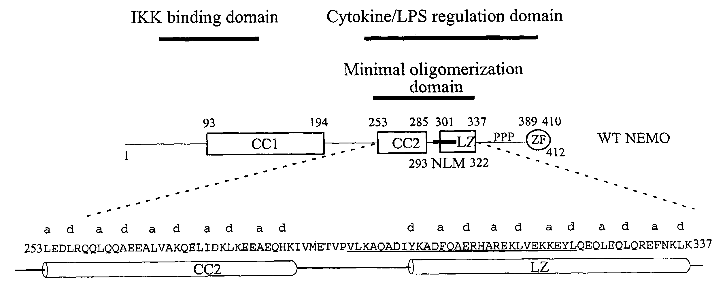 NF-kappaB peptides designed to disrupt NEMO oligomerization