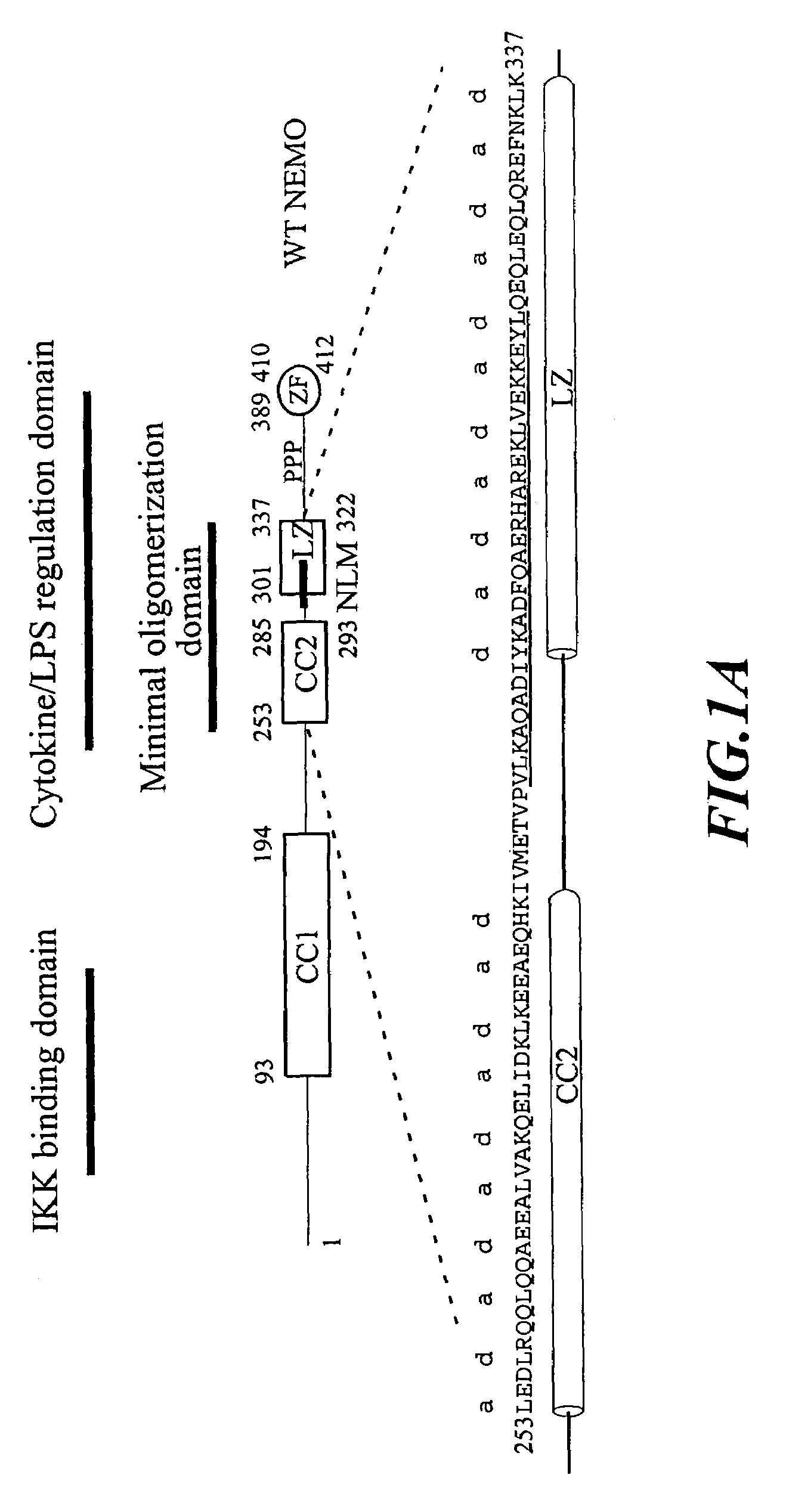 NF-kappaB peptides designed to disrupt NEMO oligomerization