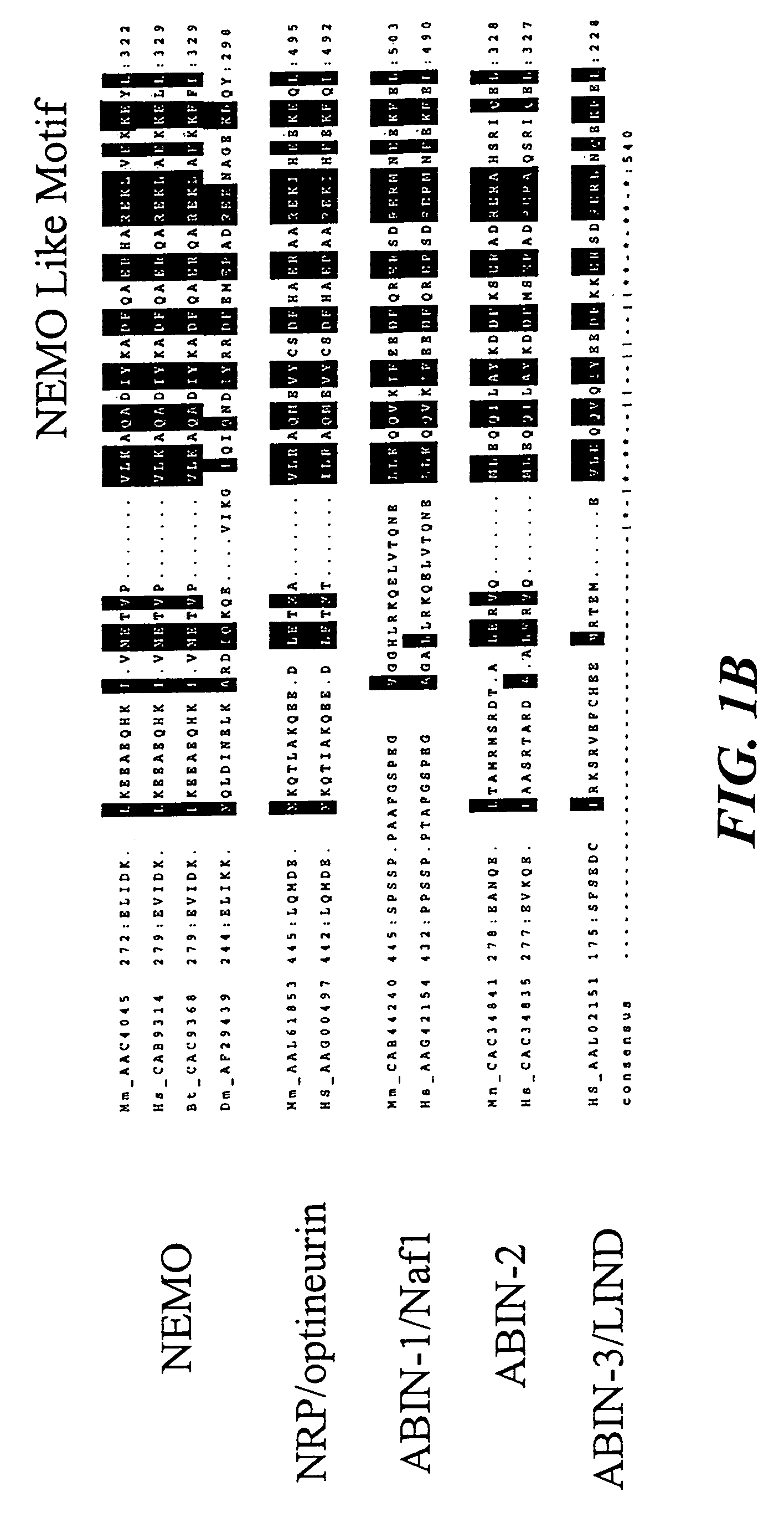 NF-kappaB peptides designed to disrupt NEMO oligomerization