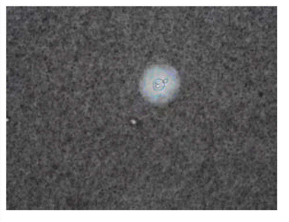 Cryptococcus uniguttulatus, and isolated culture method and application thereof