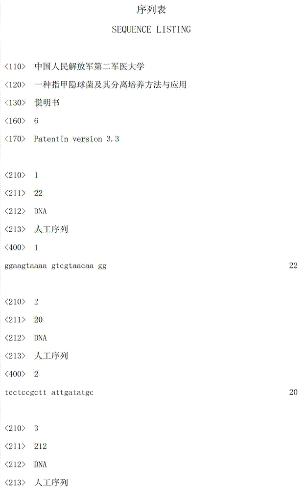 Cryptococcus uniguttulatus, and isolated culture method and application thereof