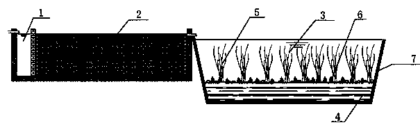 Economic wetland system for ottelia acuminata macrobenthos for purifying agricultural runoff