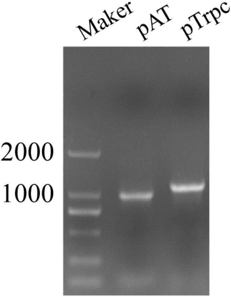 Vector being suitable for genetic transformation cloning of fungi such as Hirsutella sinensis, and construction method of the vector