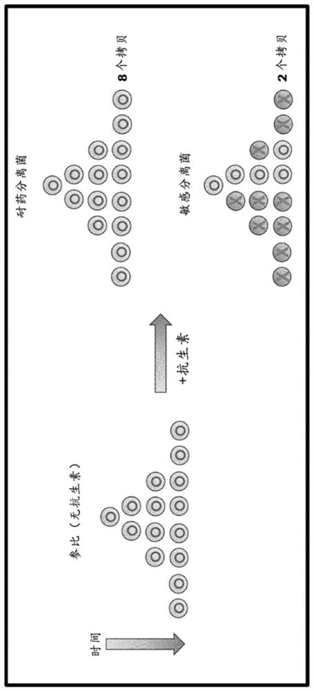 Compositions and methods for rapid identification of bacteria and fungi and phenotypic antimicrobial drug sensitivity assays