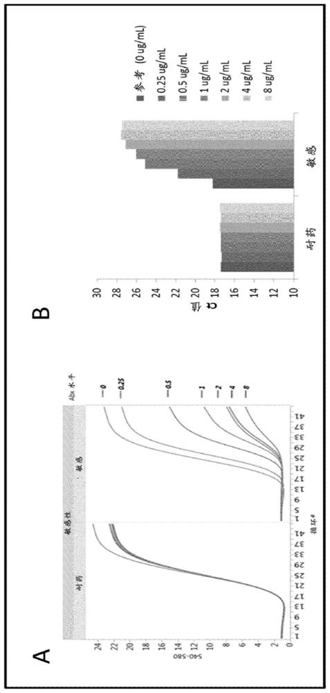 Compositions and methods for rapid identification of bacteria and fungi and phenotypic antimicrobial drug sensitivity assays