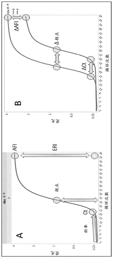 Compositions and methods for rapid identification of bacteria and fungi and phenotypic antimicrobial drug sensitivity assays