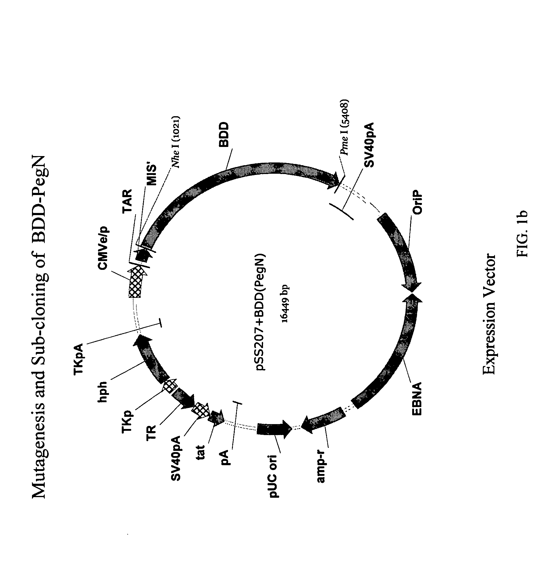 Site-directed modification of FVIII