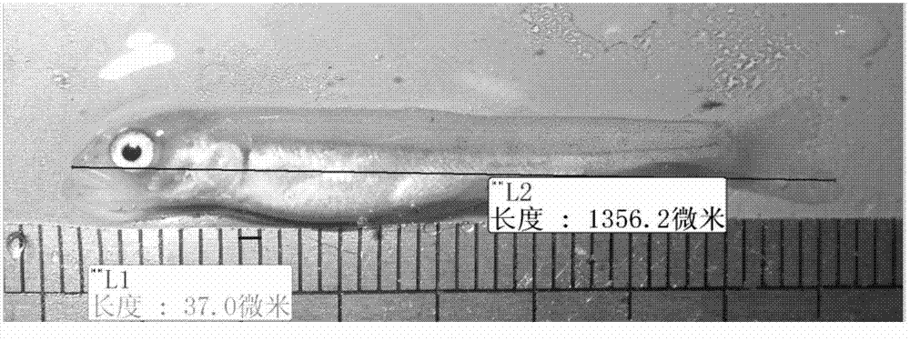 Living body continuous measurement method of morphological traits of cold water roes or fry