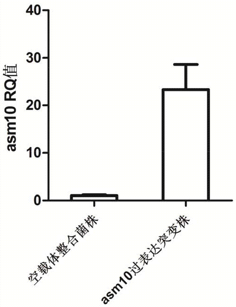High-yield ansamitocin strain for reinforcing transcriptional level and preparation method thereof