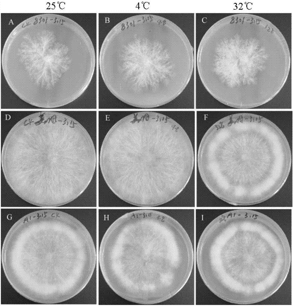 Method of screening temperature-sensitive type strains of agaricus ...