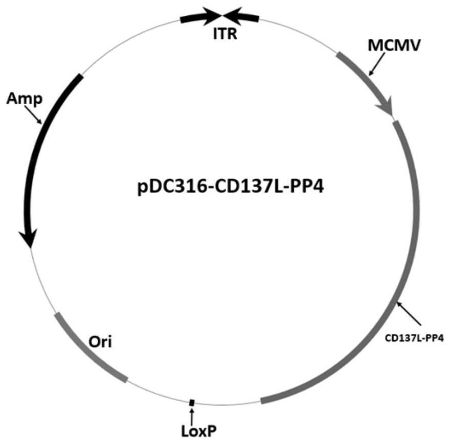 Recombinant adenovirus with anti-tumor immune function as well as preparation method and application of recombinant adenovirus