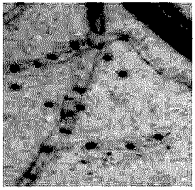 Marine microbial stachybotrys longispora and fibrinolytic active compound produced by marine microbial stachybotrys longispora