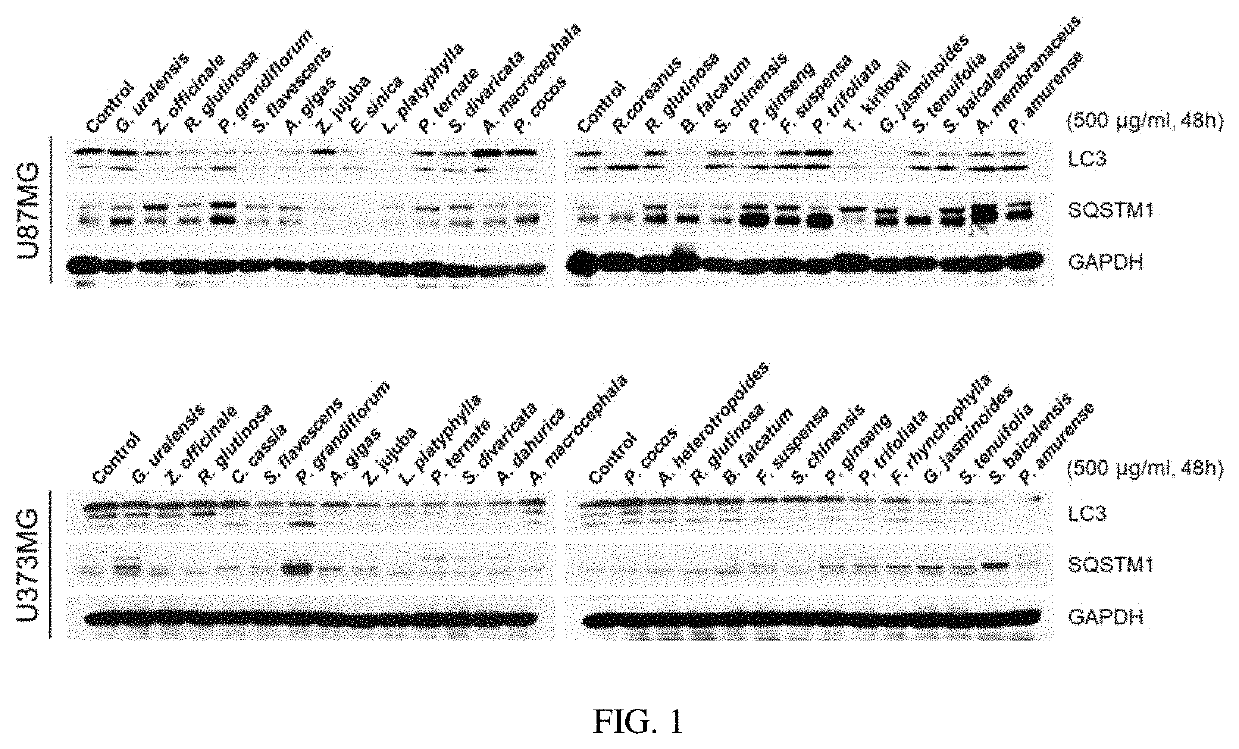 Composition for preventing or treating glioblastoma comprising <i>Platycodon grandiflorum </i>A. De Candolle, <i>Scutellaria baicalensis, Phellodendron amurense </i>Ruprecht or <i>Rubus coreanus </i>