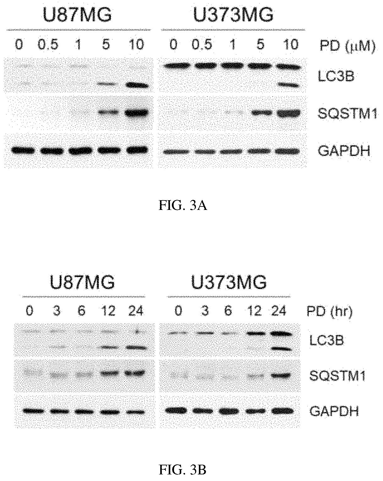 Composition for preventing or treating glioblastoma comprising <i>Platycodon grandiflorum </i>A. De Candolle, <i>Scutellaria baicalensis, Phellodendron amurense </i>Ruprecht or <i>Rubus coreanus </i>