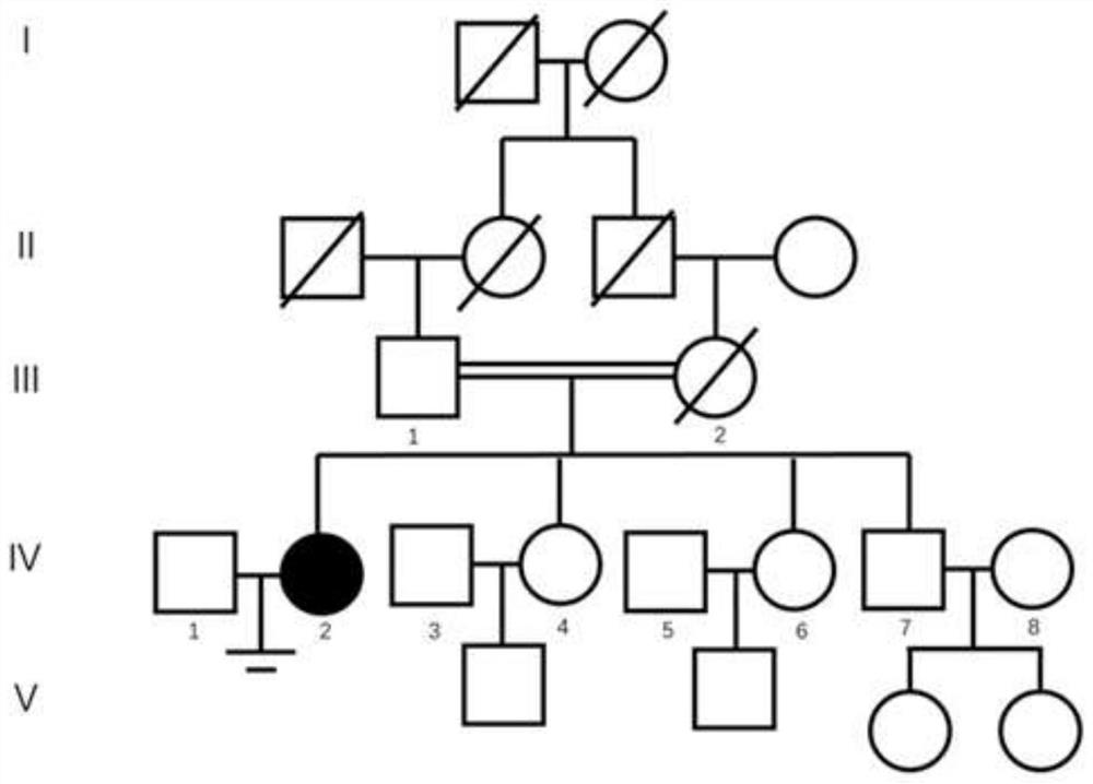 A pathogenic mutation of hereditary primary infertility and its detection reagent