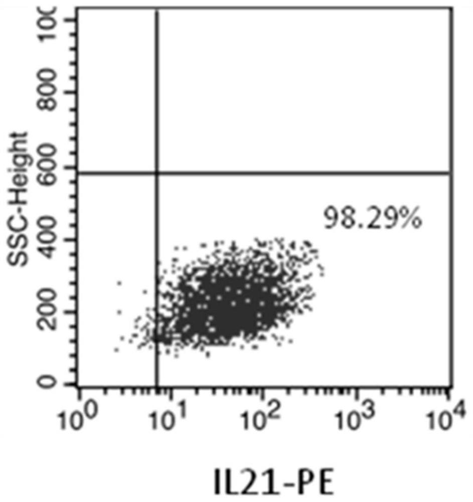 NK cell as well as preparation method and application thereof