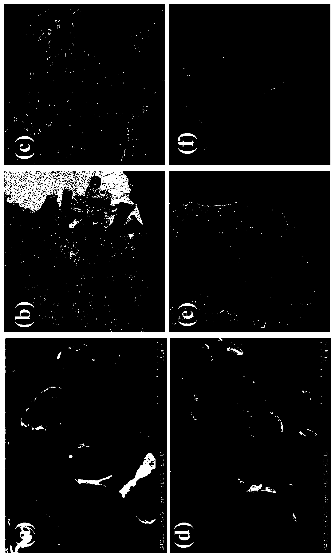 Ruthenium nanoparticle/three-dimensional porous carbon nitride composite material, preparation method and application thereof
