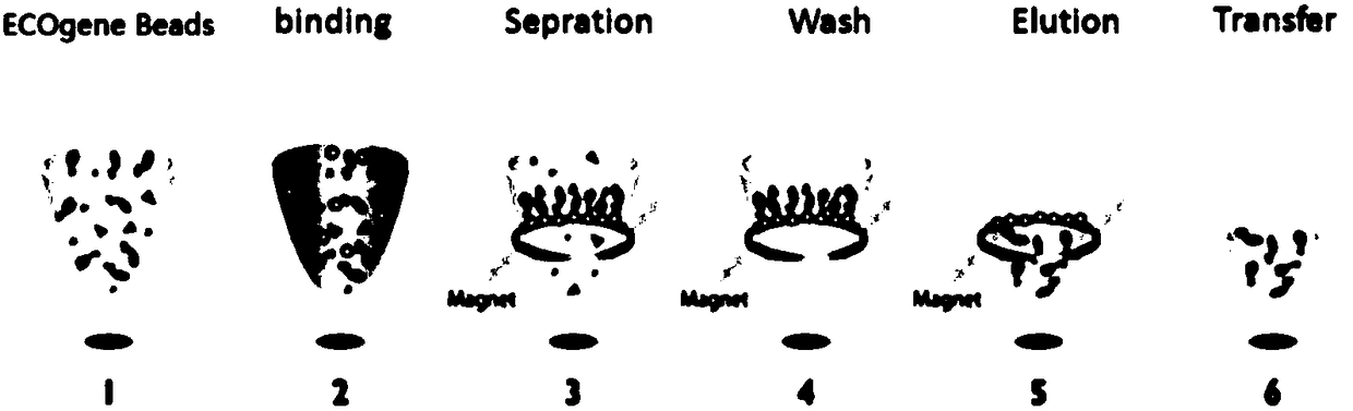 A kit for nucleic acid purification or fragment screening and its application method