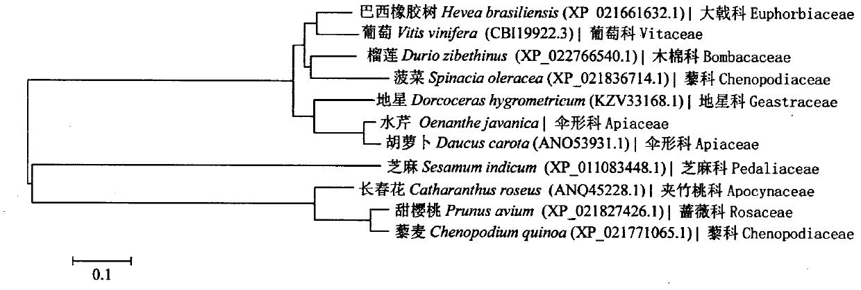 CAD gene sequence related to synthesis of oenanthe javanica lignin and its application