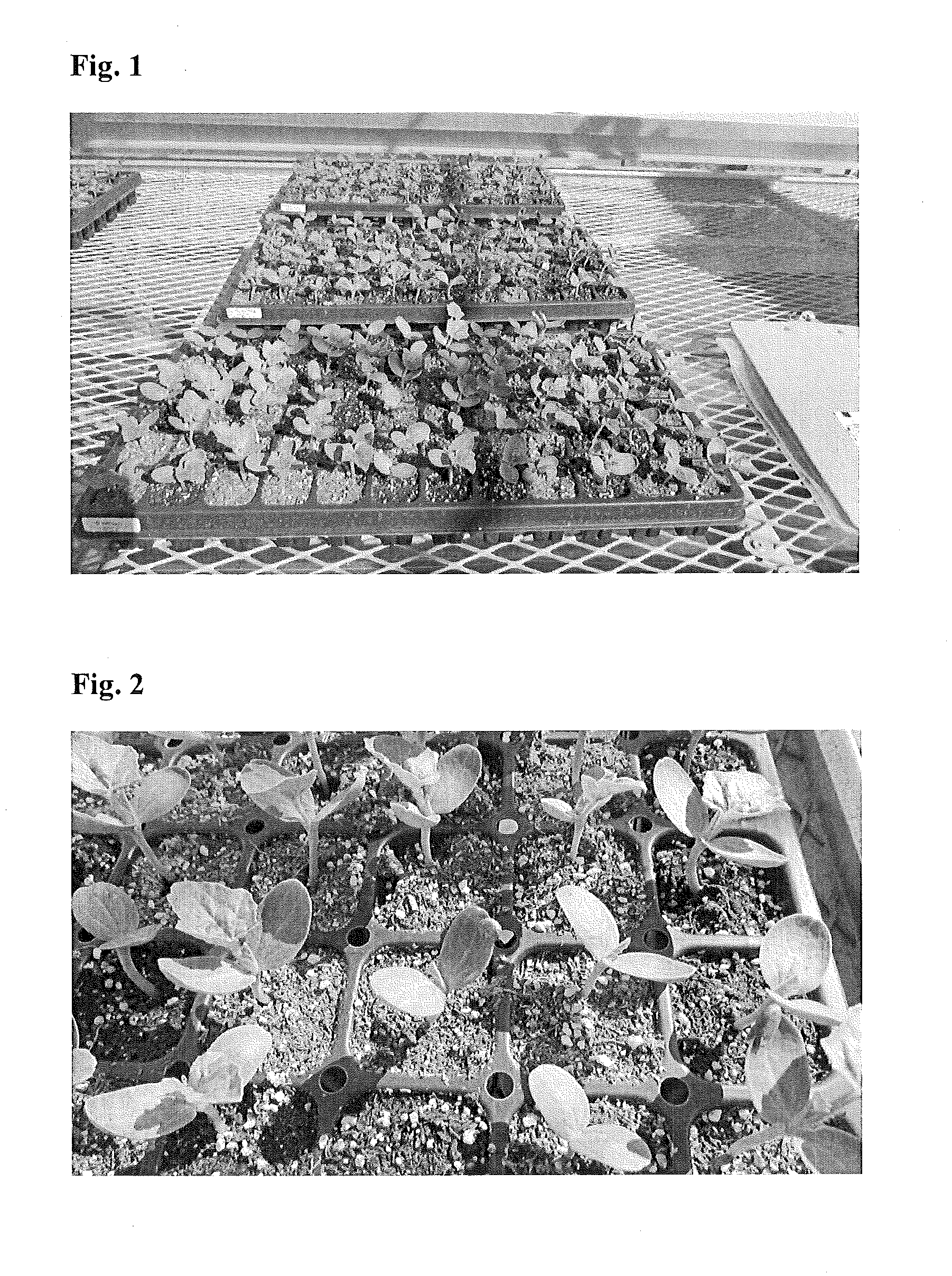 Methods and Compositions for Production of Watermelon Fruit