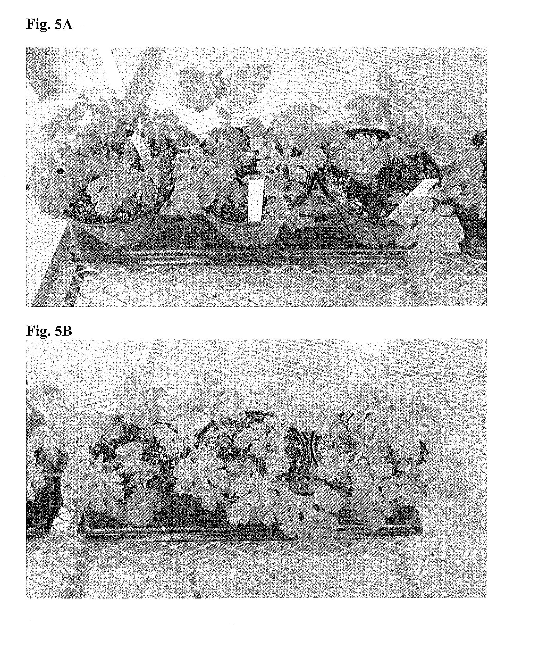 Methods and Compositions for Production of Watermelon Fruit