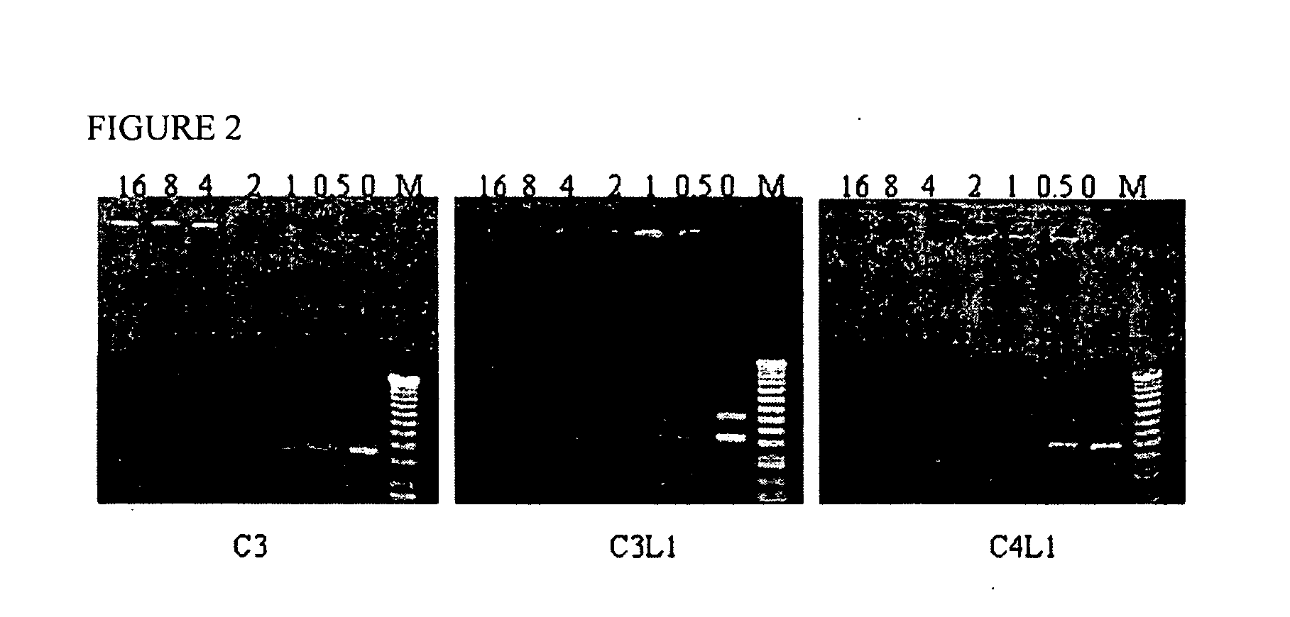Controllably degradable polymeric biomolecule or drug carrier and method of synthesizing said carrier