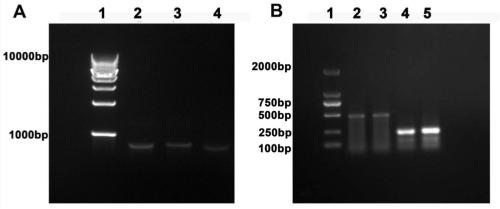 Specific sgRNA for target knocking out human OC-2 genes and application