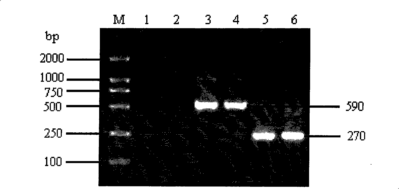 Analytical method for strain group structure of arbuscular mycorrhizal fungi of phellodendren amurense rupr.