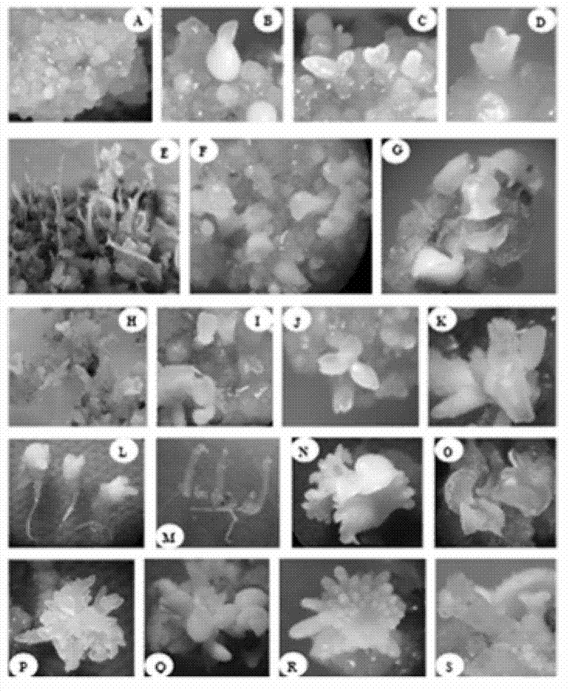 Somatic embryogenesis and plant regeneration method of Rosa chinesis