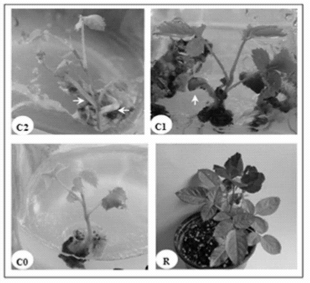 Somatic embryogenesis and plant regeneration method of Rosa chinesis