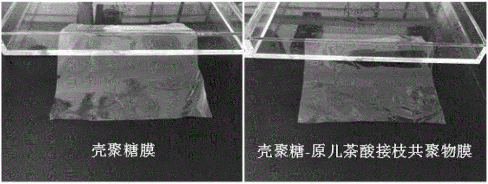 Preparation method of chitosan-protocatechuic acid graft copolymer film