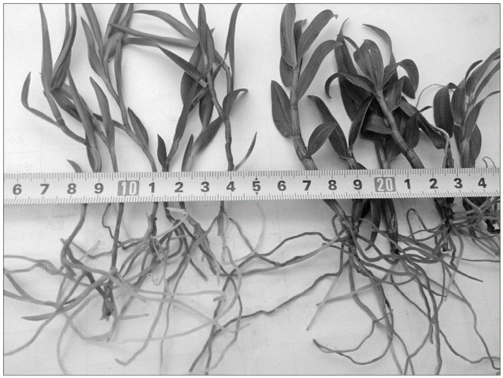 Dendrobium officinale culture medium and preparation method thereof