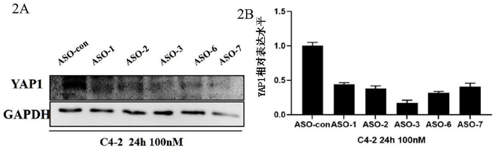 Application of antisense oligonucleotide ASOYAP1 in inhibition of multiple YAP1 positive cancers