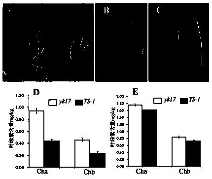 Protein for adjusting rice chlorophyll synthesis and encoding gene and application thereof