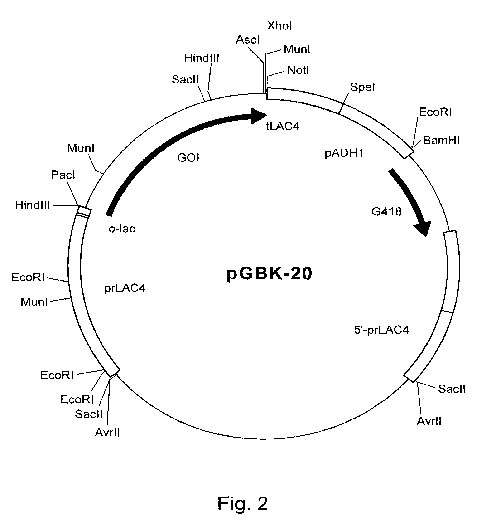 Method for production of a compound in a eukaryotic cell