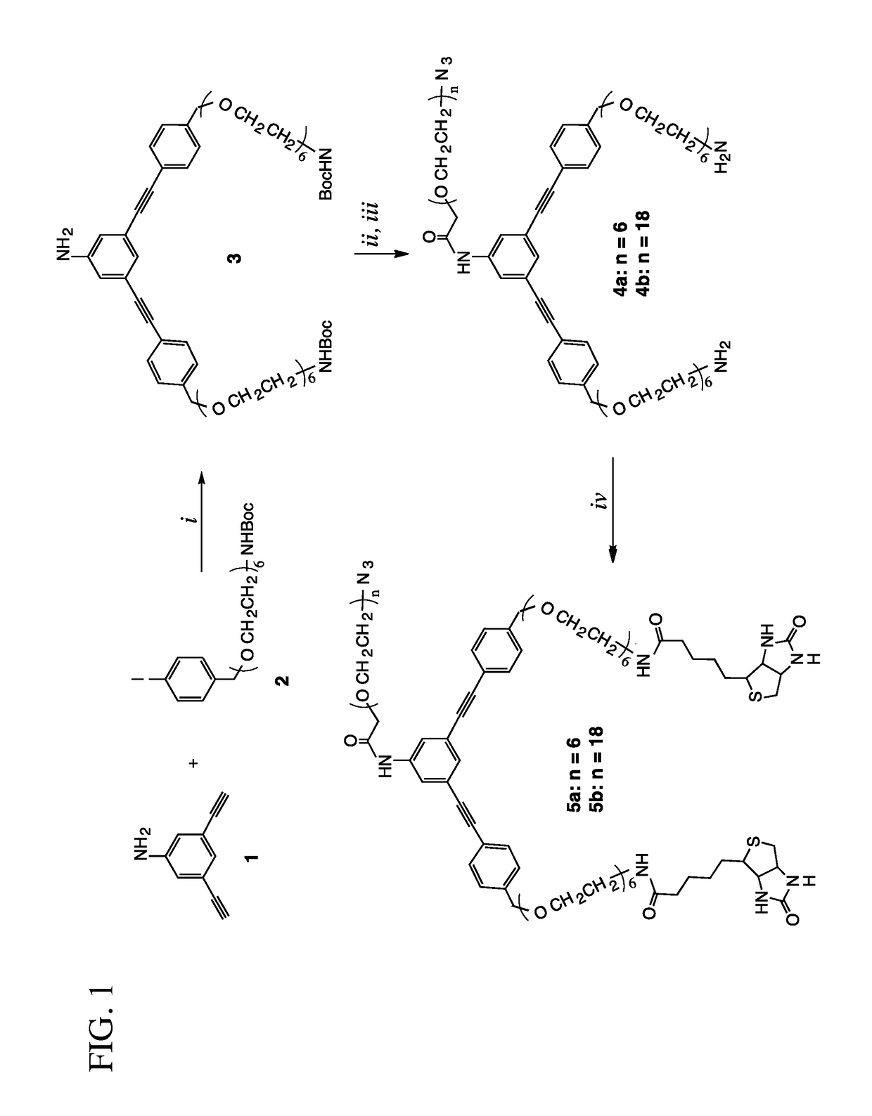 A three arm y-shaped bisbiotin ligand