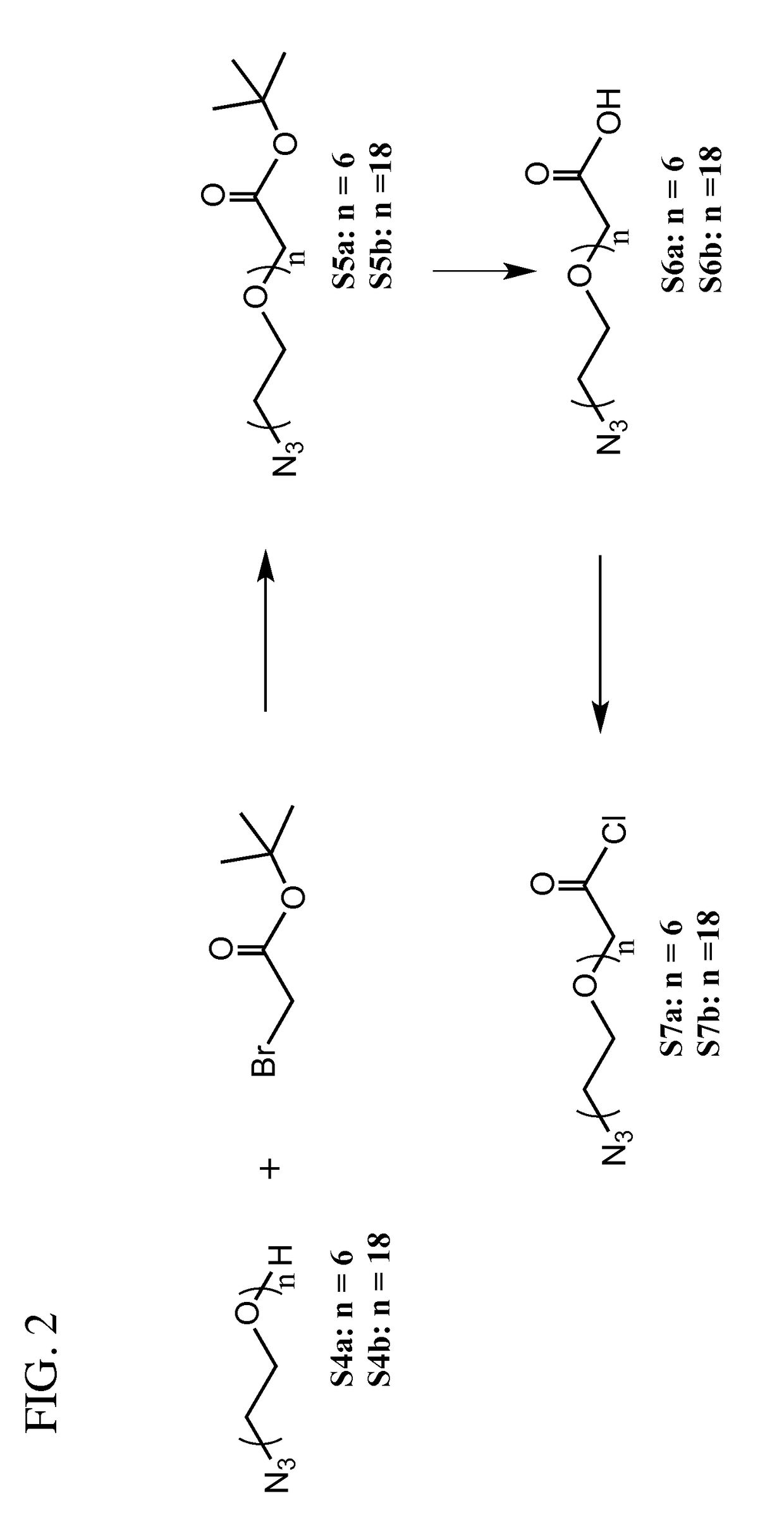 A three arm y-shaped bisbiotin ligand