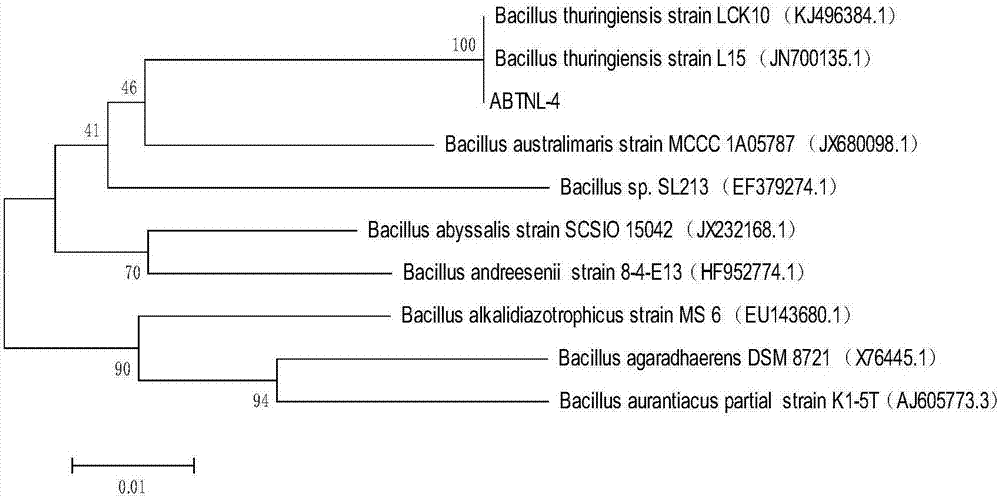 Screening method for feather degradation strain and application method