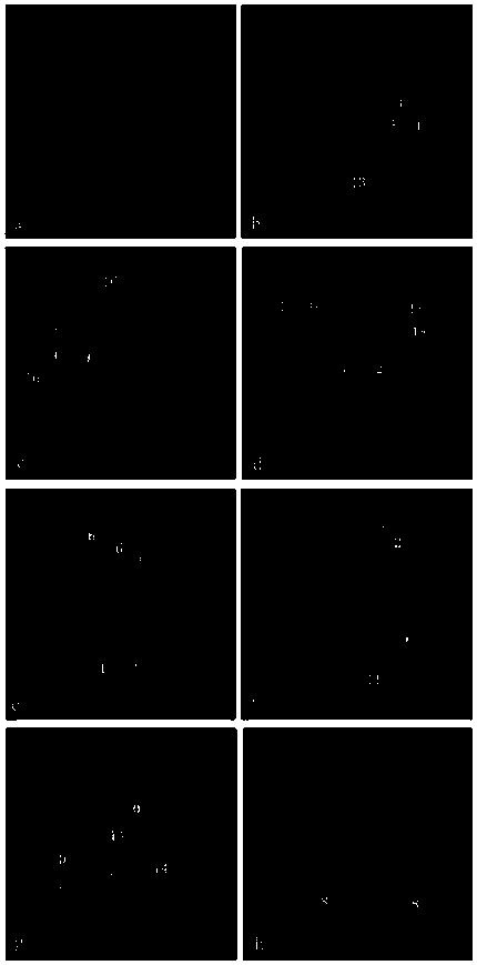 A Method for Identifying All Chromosomes of Poplar Using Oligonucleotide Probes