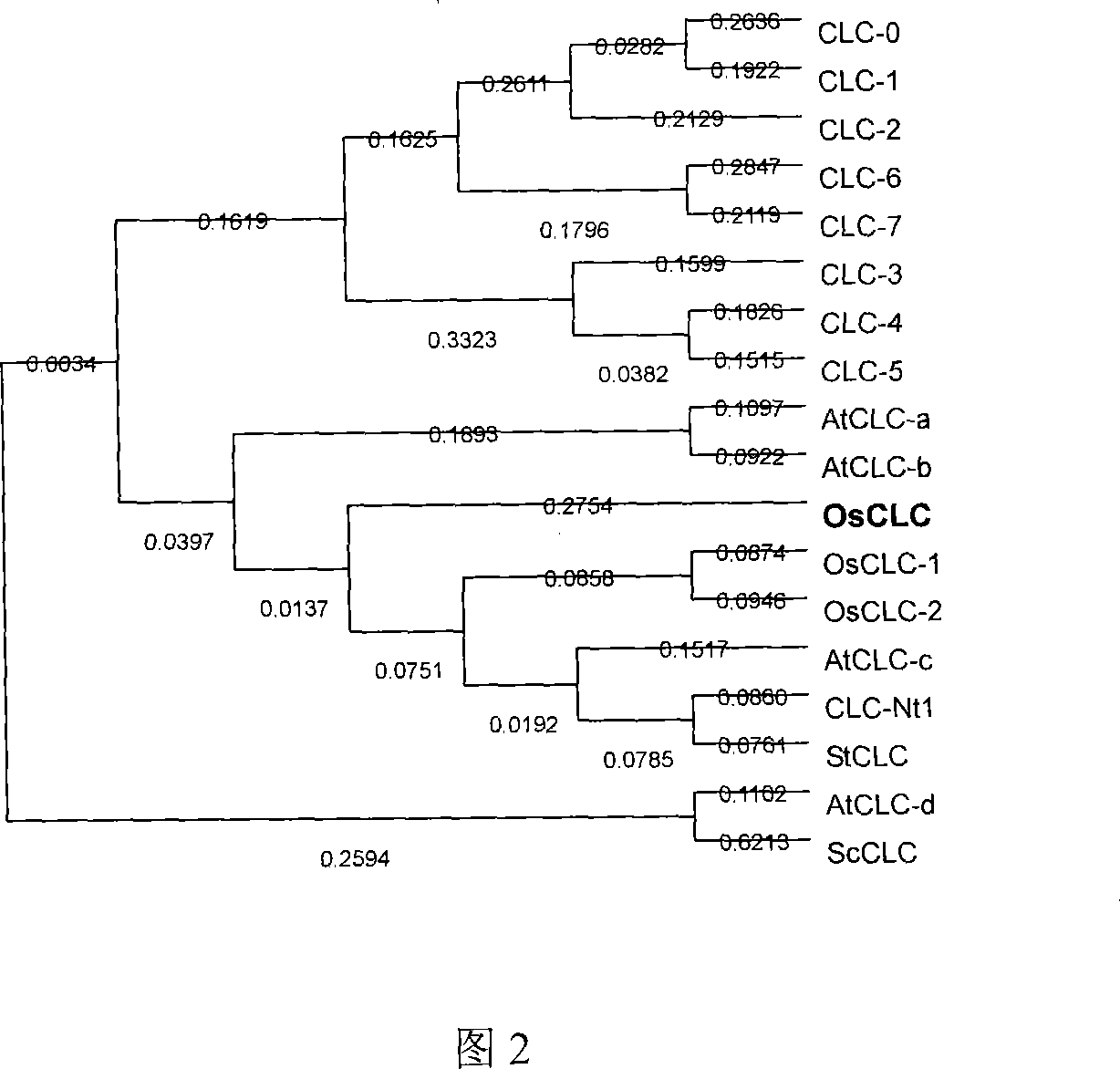 Rice chlorine ion passage gene OsCLC, coding protein and clone method thereof