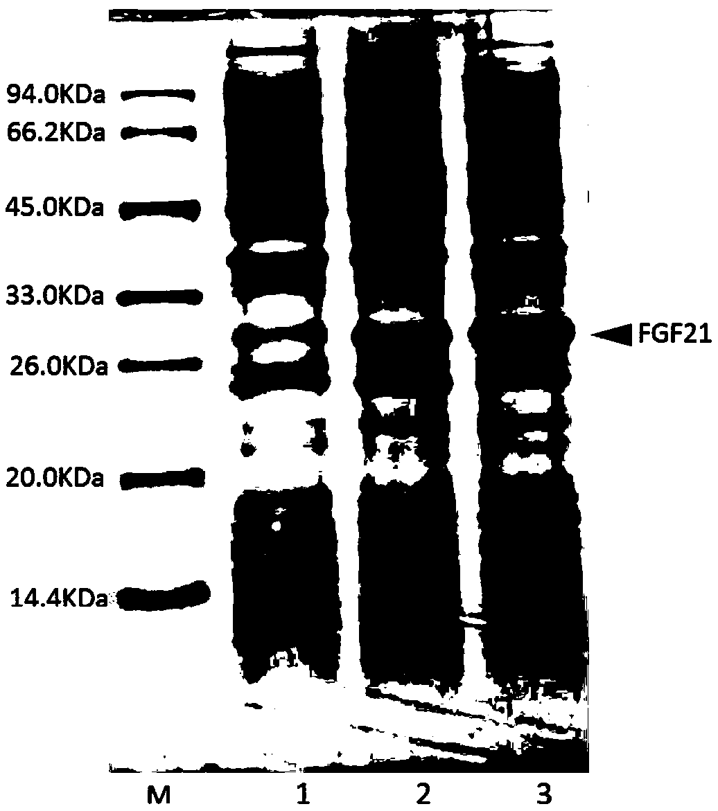 Solubleand efficient recombinant expression methodfor fibroblast growth factor protein