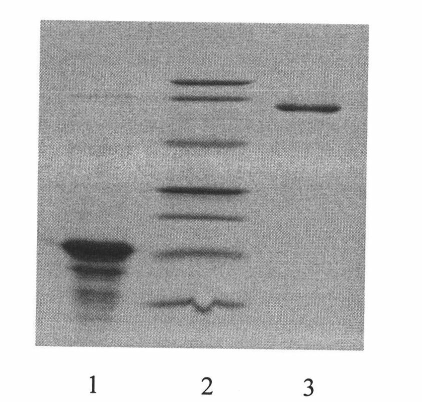 Prokaryotic expression protein of VP73 gene from African swine fever virus and preparation method thereof
