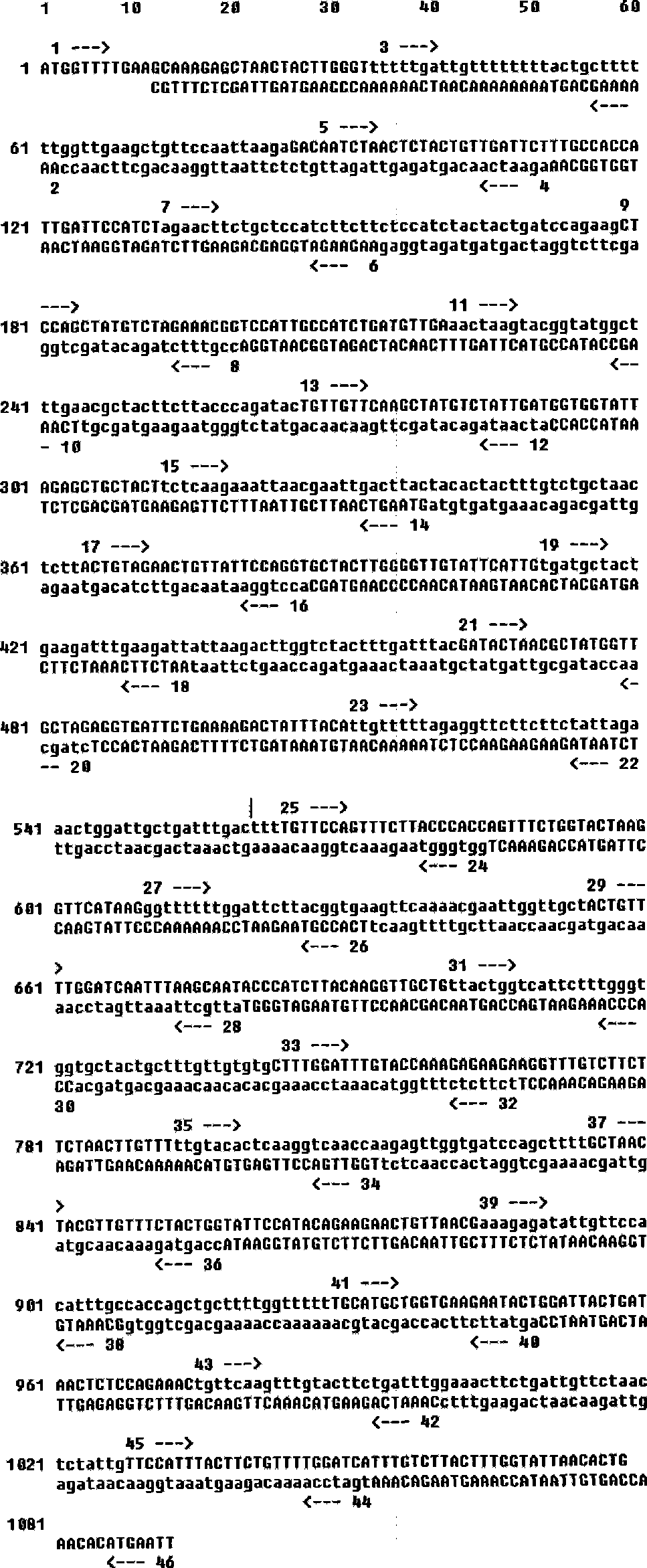 Improved Rhizomucor miehei lipase gene and use thereof in yeast display