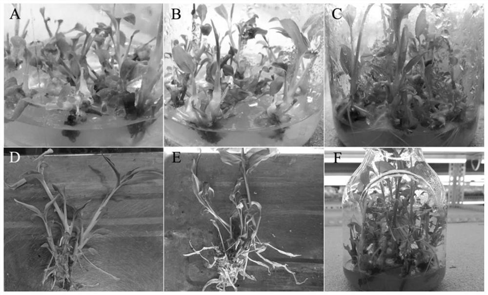 Efficient artificial seedling raising method for culturing Amomum villosum by using basal stem cluster buds and 'node propagation'