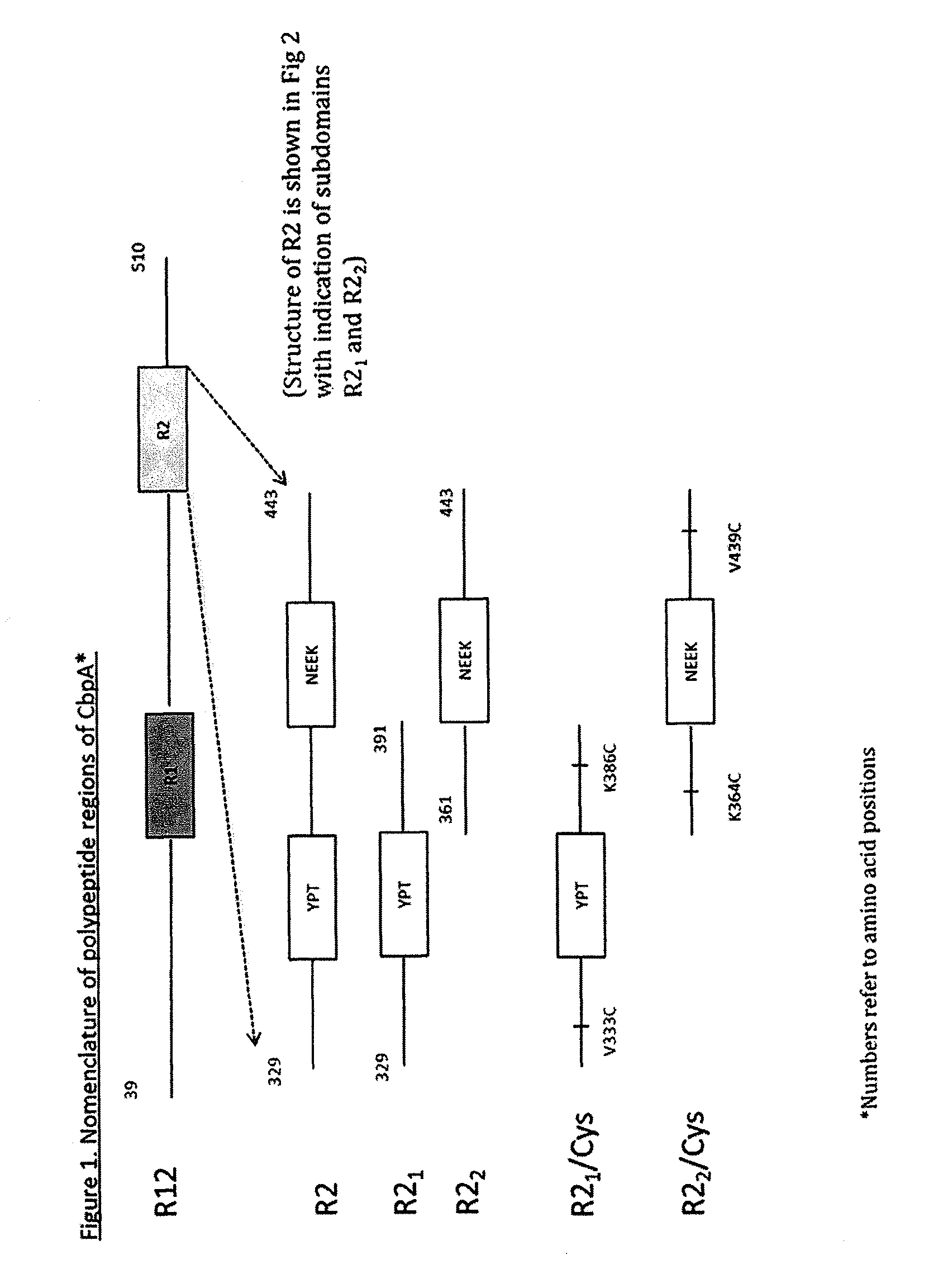 Methods and compositions employing immunogenic fusion proteins
