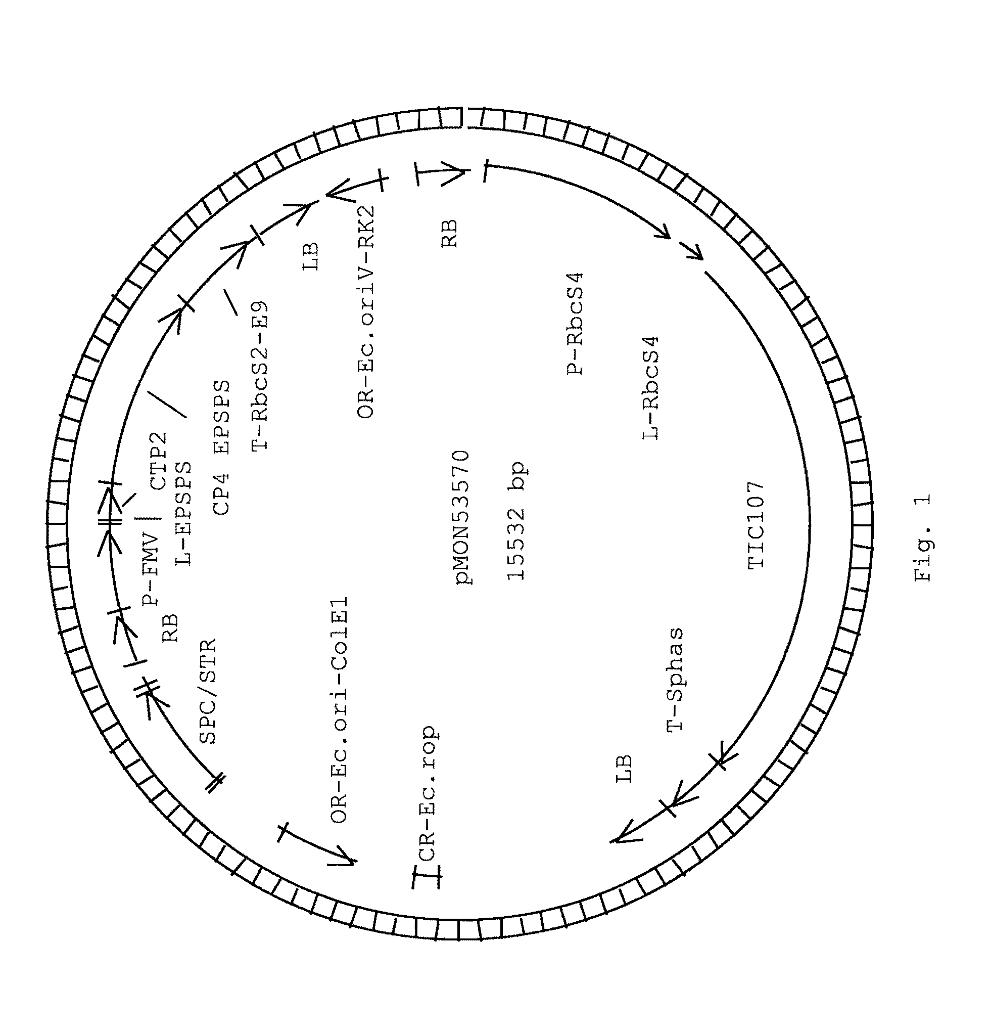 Soybean plant and seed corresponding to transgenic event MON87701 and methods for detection thereof
