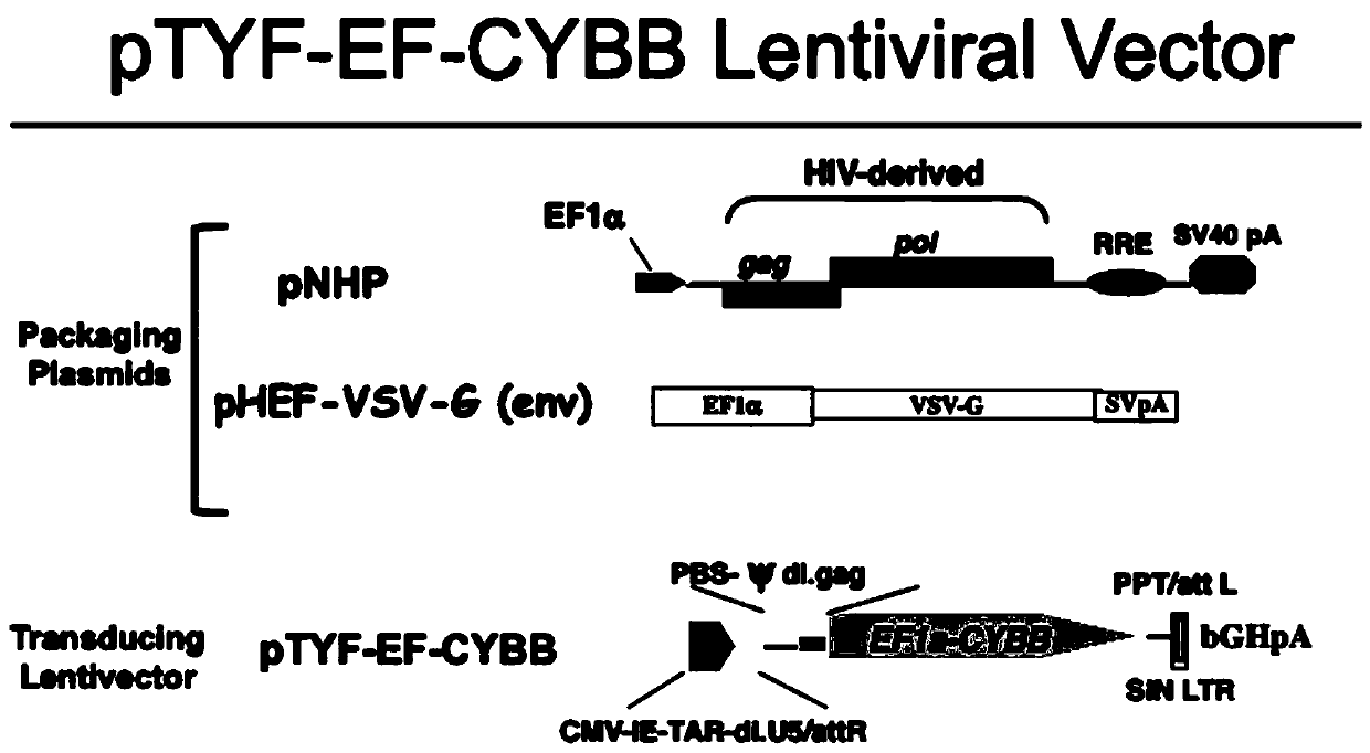 CYBB (cytochrome B-245 beta chain) lentiviral vector, lentiviral vector-transfected stem cells and preparation method and application of lentiviral vector-transfected stem cells