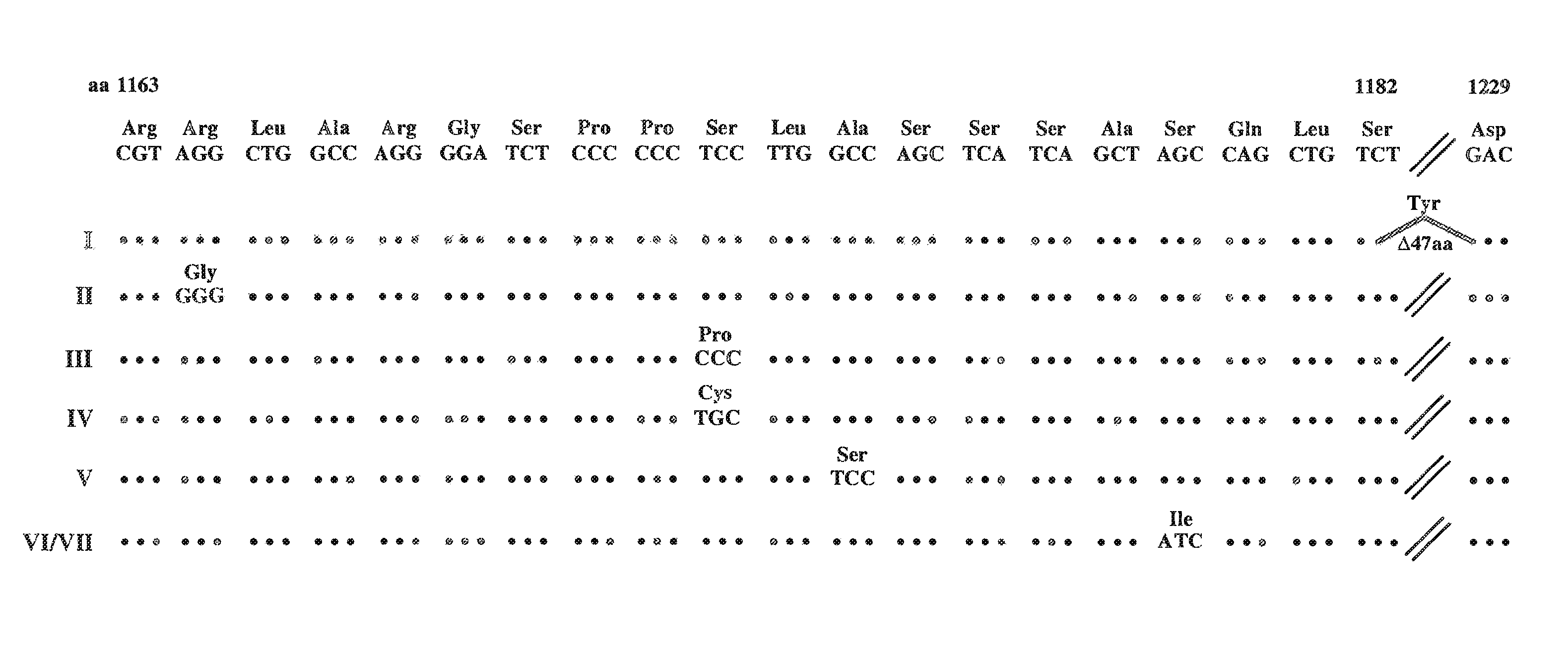 Cell lines permissive for HCV replication