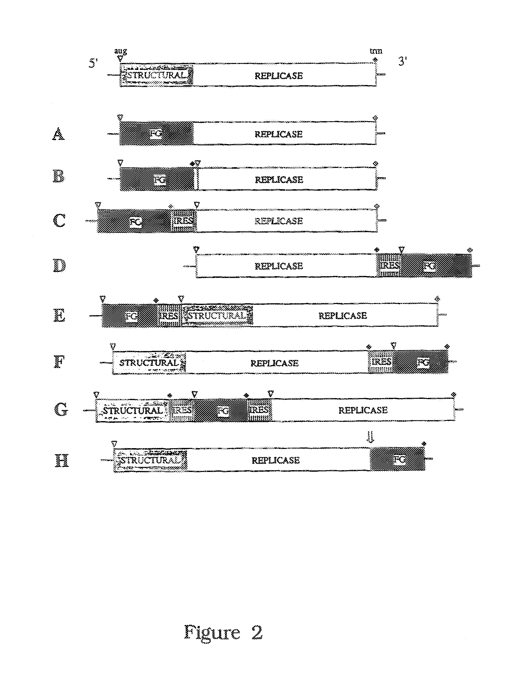 Cell lines permissive for HCV replication